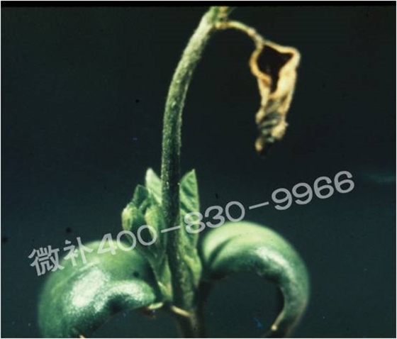 莖尖枯死，到底是缺硼還是缺鈣？