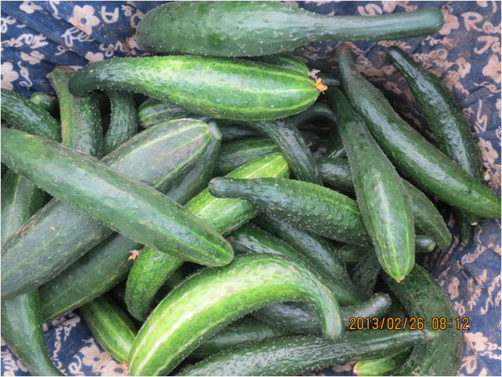 #微肥課堂#黃瓜味苦，天氣or肥料，到底誰之過？