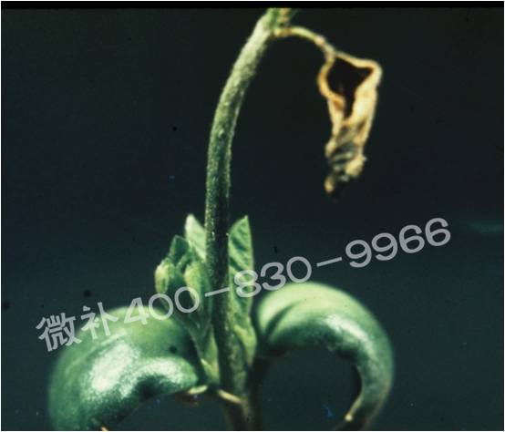 莖尖枯死，到底是缺硼還是缺鈣？