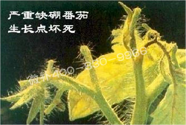莖尖枯死，到底是缺硼還是缺鈣？