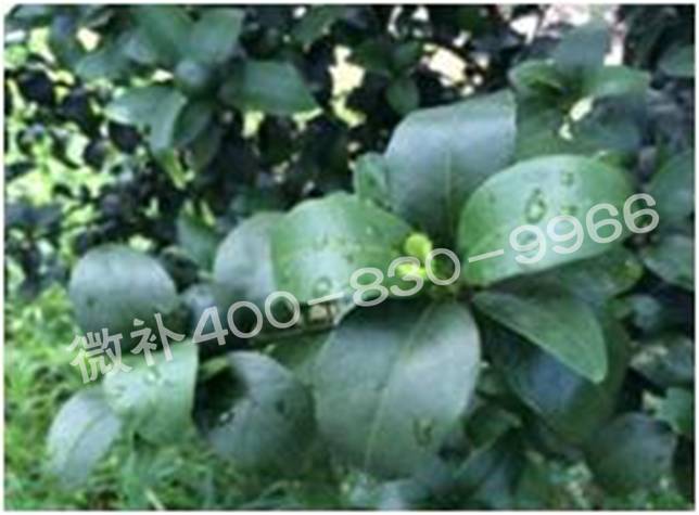 柑橘春梢弱，難抽發(fā)，到底是什么原因？