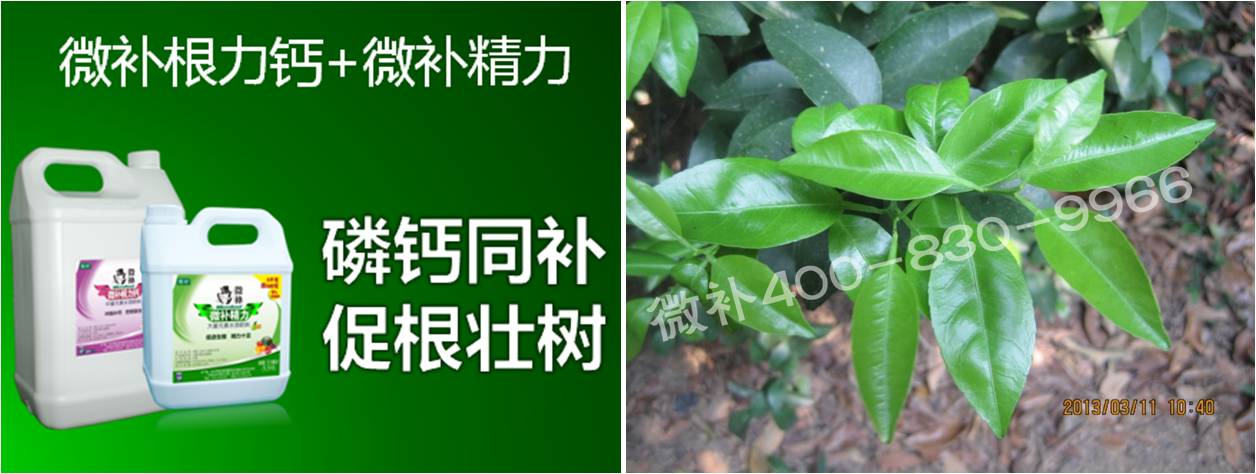 柑橘春梢弱，難抽發(fā)，到底是什么原因？