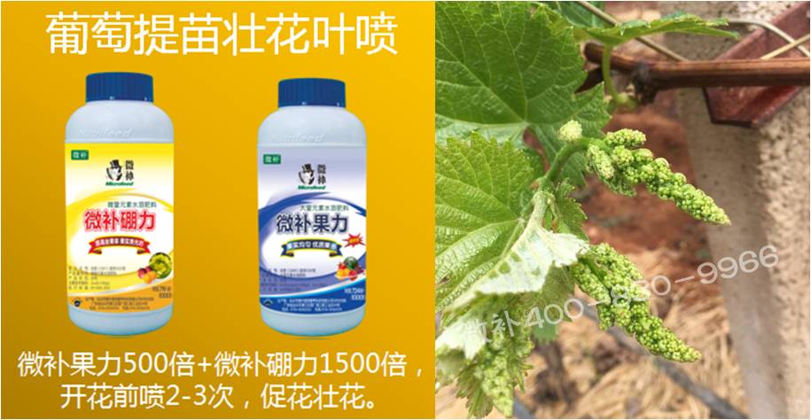 葡萄萌芽期如何預(yù)防倒春寒？