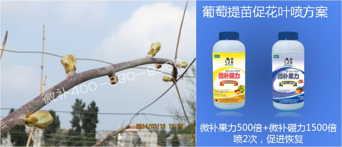 獼猴桃萌芽期如何施肥，才能促進萌芽齊、萌芽壯？