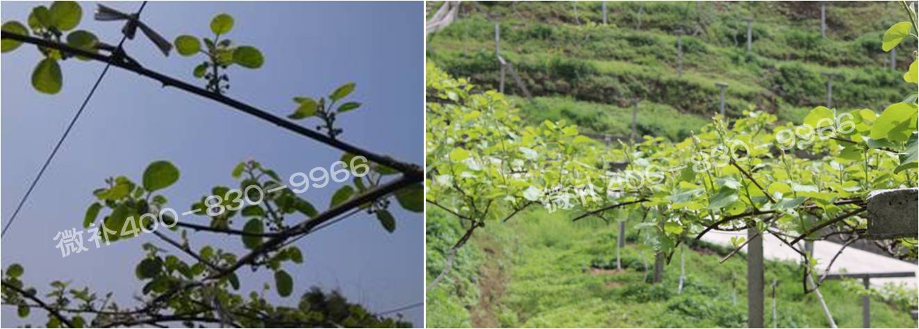 獼猴桃萌芽期如何施肥，才能促進萌芽齊、萌芽壯？
