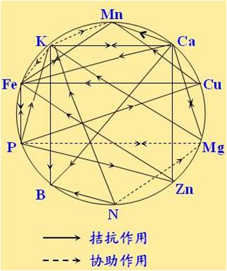 原料型鉀肥和鎂肥為什么會(huì)發(fā)生拮抗？