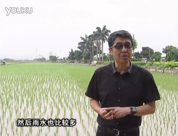 20160530珠江臺搖錢樹：水稻、甘蔗用微補方案，促根壯長勢，提高收益