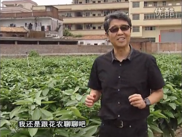 20160606珠江臺搖錢樹：觀葉植物用微補方案，壯根提長、保葉抗病好！