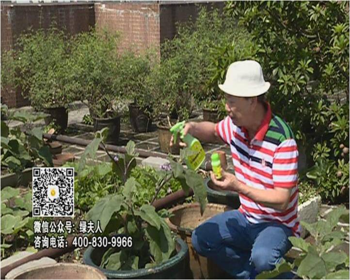 20160613珠江臺搖錢樹：天臺種茄瓜用綠夫人，長勢靚，開花結(jié)果好