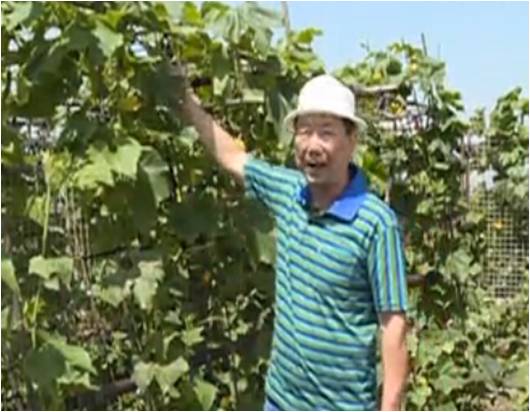 20160620珠江臺搖錢樹：天臺蔬菜用綠夫人營養(yǎng)液，開花坐果好