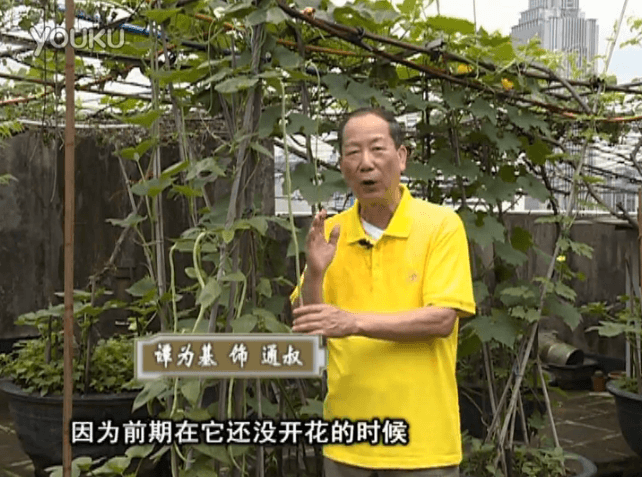 20160627珠江臺搖錢樹：天臺豆角用綠夫人528營養(yǎng)液，開花好結(jié)豆期長