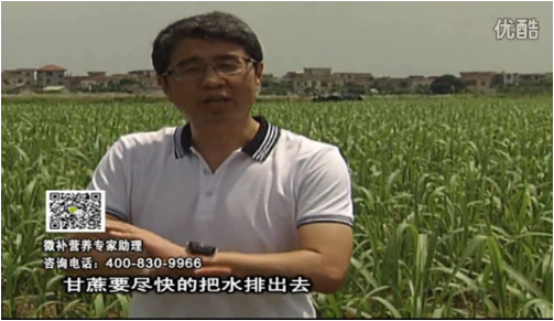 20160620珠江臺搖錢樹：甘蔗雨多漚根？淋微補根力鈣+精力、噴果力+壯力，促根壯長、甘蔗起灰好