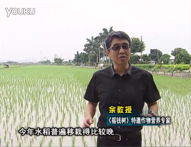 20160530珠江臺搖錢樹：水稻撒微補倍力、噴苗力，返青分蘗好，產(chǎn)量高