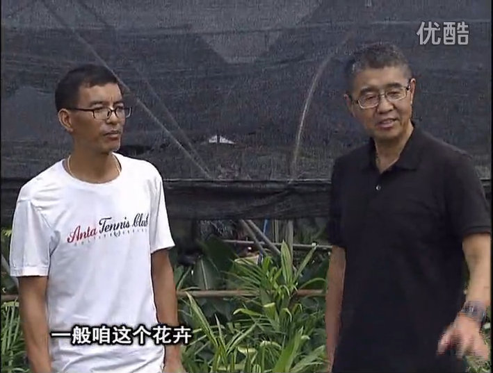 20161010珠江臺搖錢樹：盆栽花卉促根多，長勢青綠