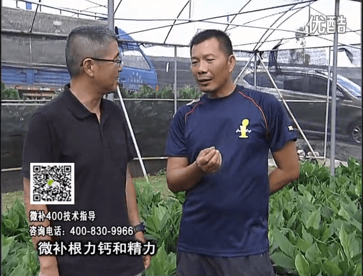 珠江臺搖錢樹：盆栽綠植澆施微補根力鈣+精力，促根多長勢青綠