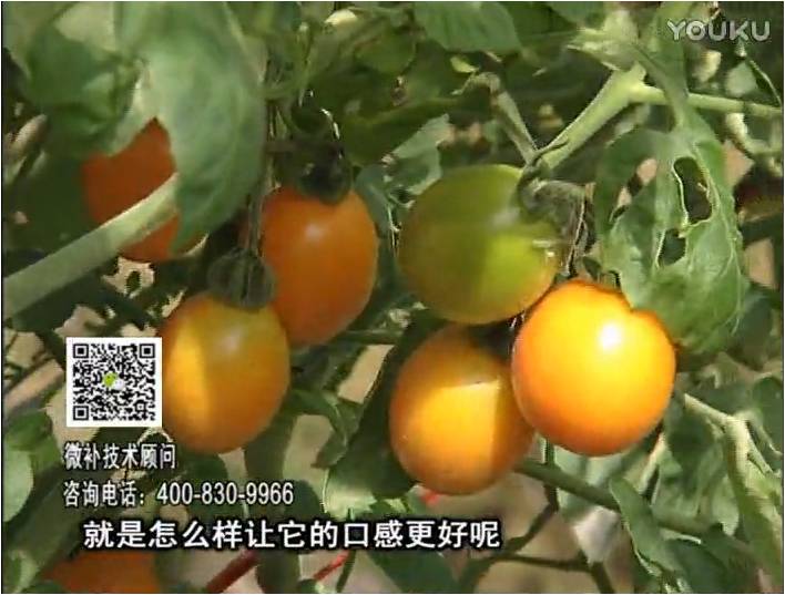 20170102珠江臺搖錢樹：番茄臍腐病、裂果、抗凍如何做？澆施微補(bǔ)根力鈣+精力，葉噴微補(bǔ)葉面肥