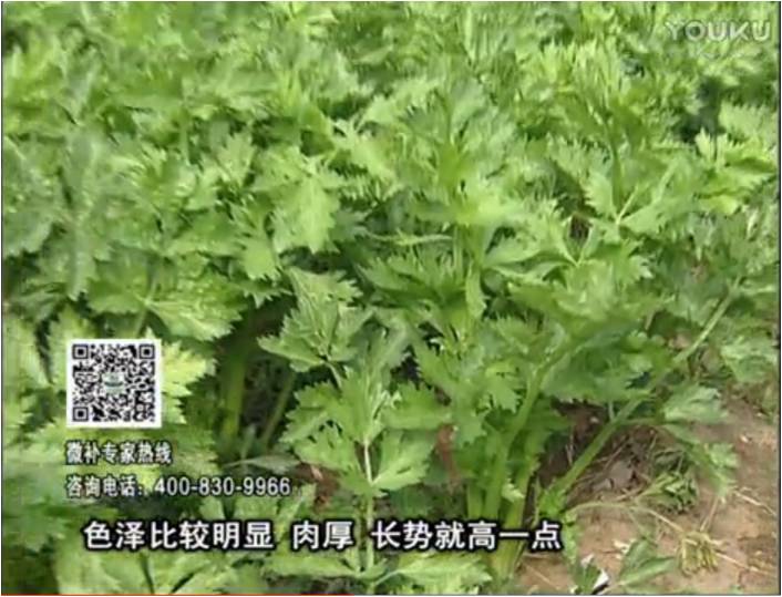 20170109珠江臺搖錢樹：葉菜如何種？長勢好又高產(chǎn)！