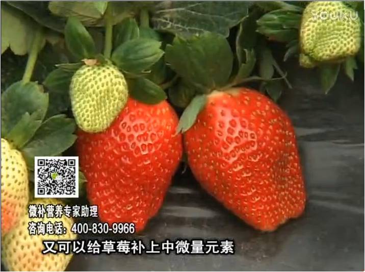 20170123珠江臺搖錢樹：草莓用微補方案，促根苗壯、開花坐果好