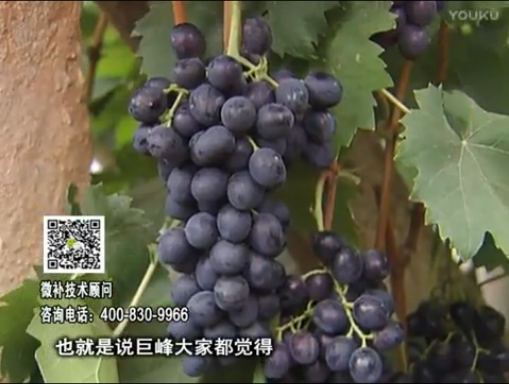 20170501珠江臺搖錢樹：葡萄用微補方案，品質(zhì)高，賣價好