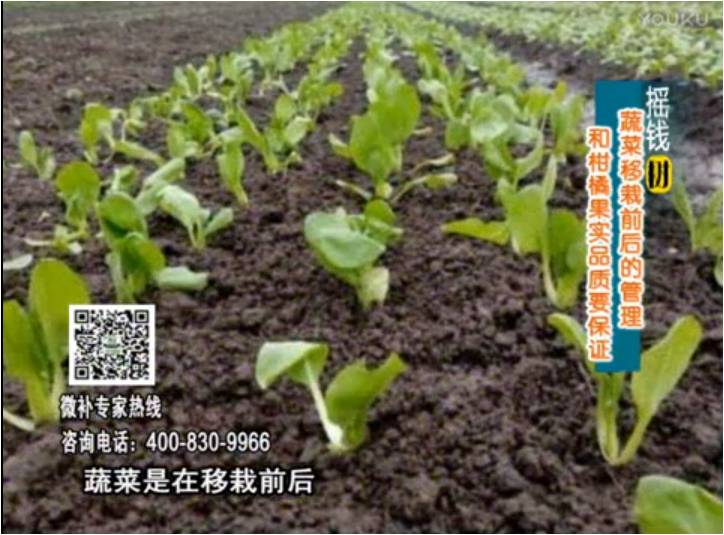 20170814珠江臺搖錢樹：蔬菜澆施微補，調(diào)酸促根，健壯長勢