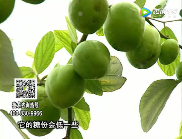 20171204珠江臺搖錢樹：青棗膨果增甜如何做？