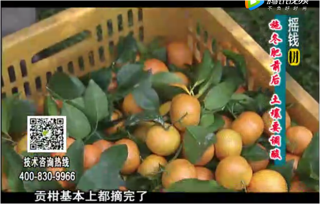 20180101珠江臺搖錢樹：柑橘土壤酸化怎么辦？