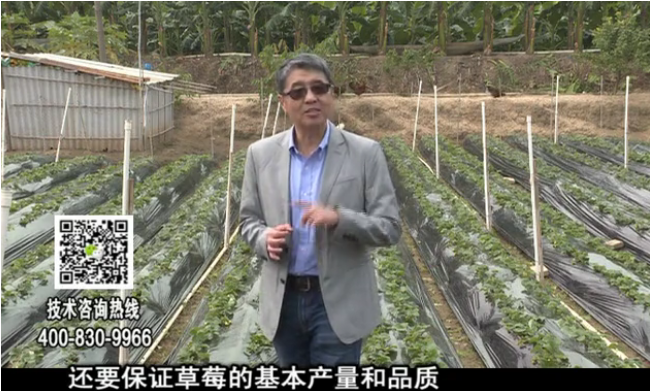 20180108珠江臺搖錢樹：草莓苗弱膨果增甜如何做？