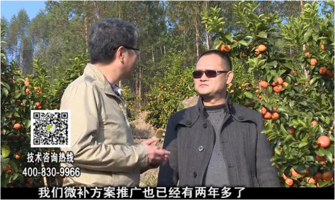 20180122珠江臺搖錢樹：廣西柑橘如何管？產(chǎn)量賣相好?