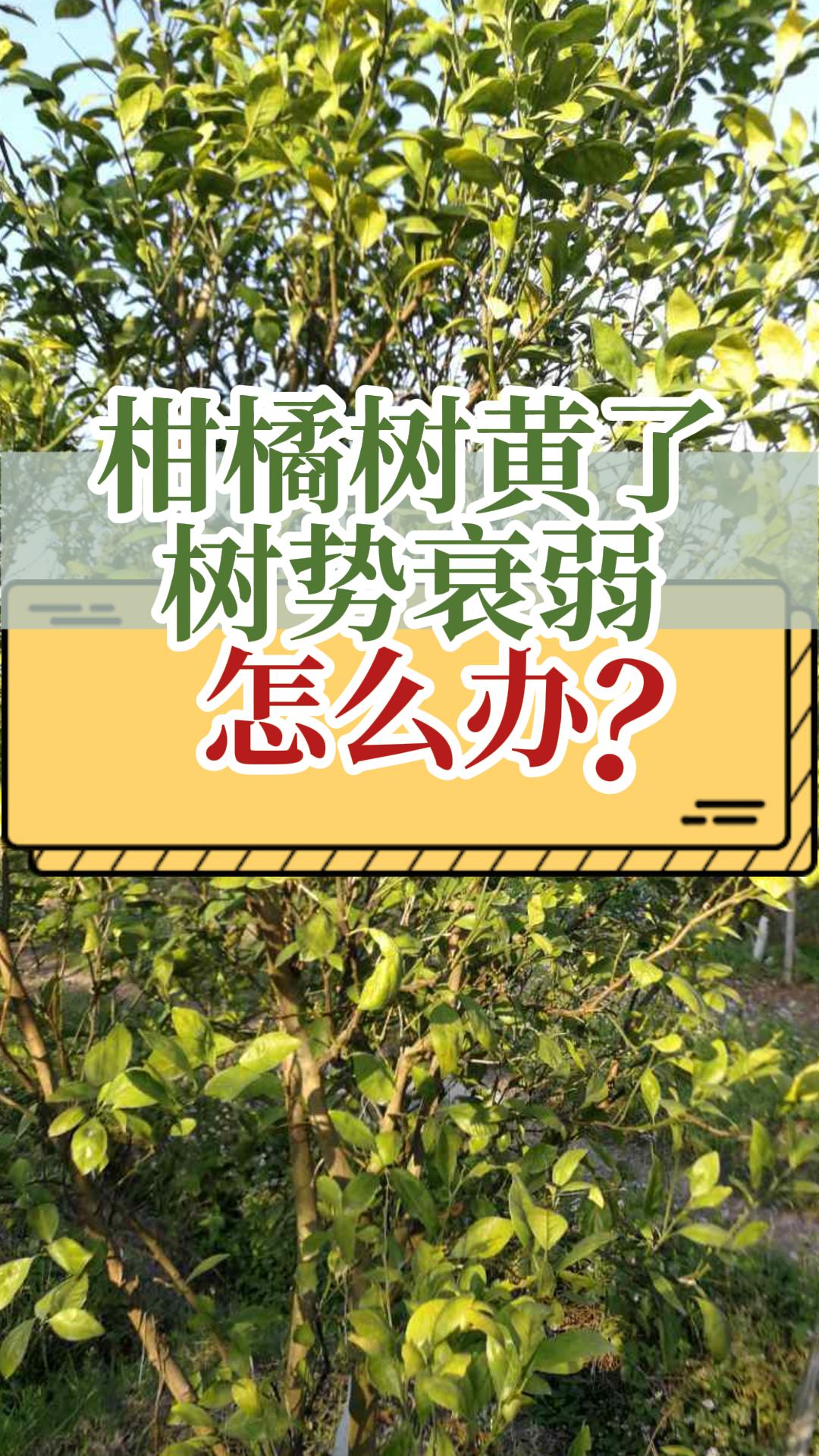柑橘膨果期黃樹(shù)黃葉怎么辦